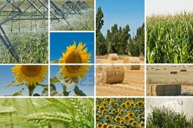 Agro-industries
